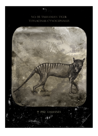 Tasmanian tiger – Fine art print, limited edition