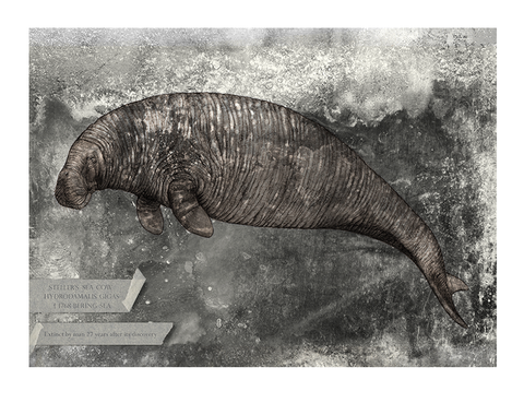 Steller's sea cow – Fine art print, limited edition