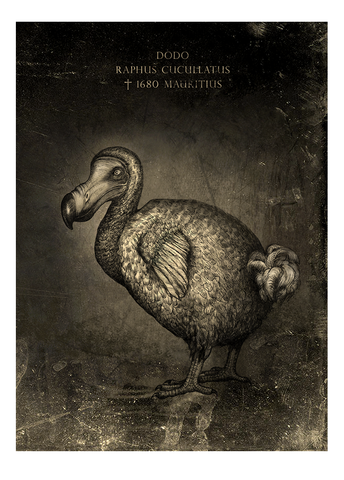 Dodo - Fine art print, limited edition