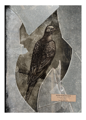 Passenger pigeon – Fine art print, Limited edition