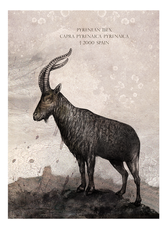 Pyrenean ibex – Fine art print, limited edition