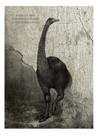 Elephant bird – Fine art print, limited edition