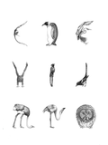 Bird alphabet –  English/ Danish & Norweigan