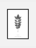 Single Leaf – Scandinavian leaves