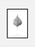 Single Leaf – Scandinavian leaves